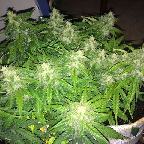 Green gummy  growlog timeline photo