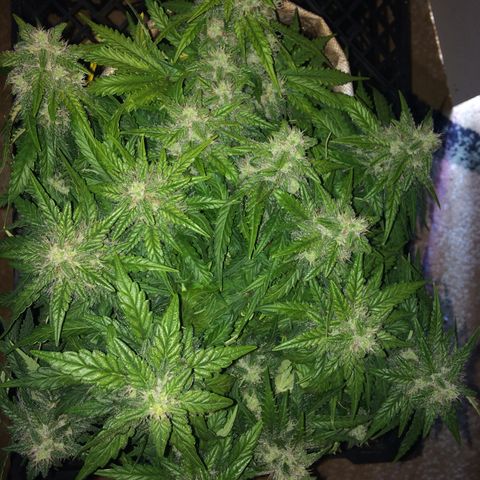Green gummy  growlog timeline photo