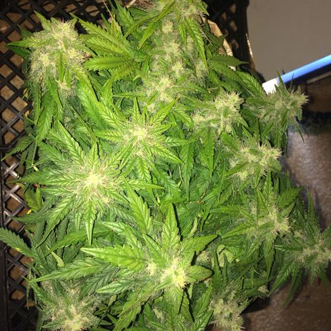 Green gummy  growlog timeline photo