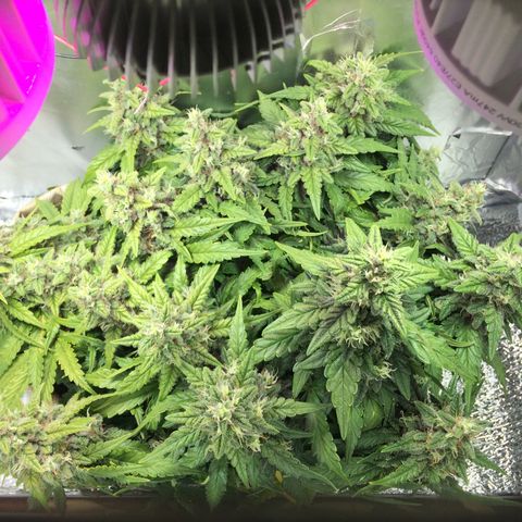 Green gummy  growlog timeline photo