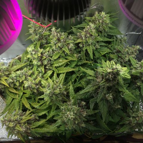 Green gummy  growlog timeline photo