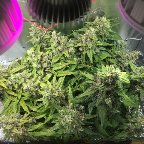 Green gummy  growlog timeline photo
