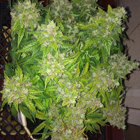 Green gummy  growlog timeline photo