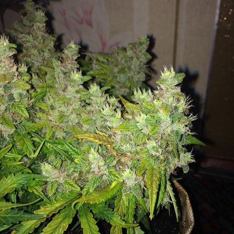 Green gummy  growlog timeline photo
