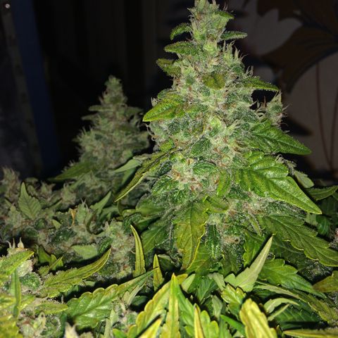 Green gummy  growlog timeline photo
