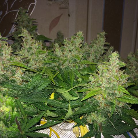 Green gummy  growlog timeline photo