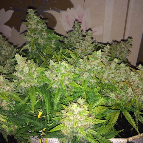 Green gummy  growlog timeline photo