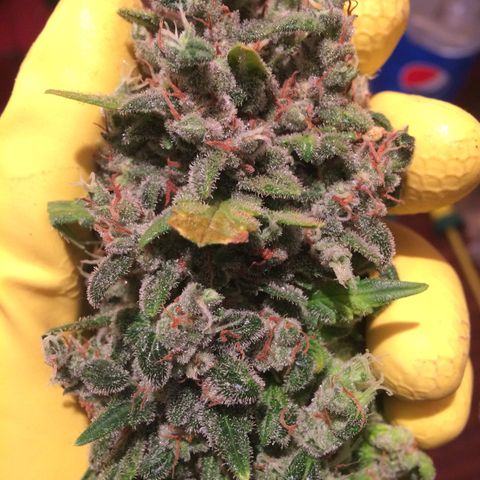 Green gummy  growlog photo: Харв 3 дня клин 3 вода 2 засуха