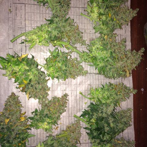 Green gummy  growlog photo: Харв 3 дня клин 3 вода 2 засуха
