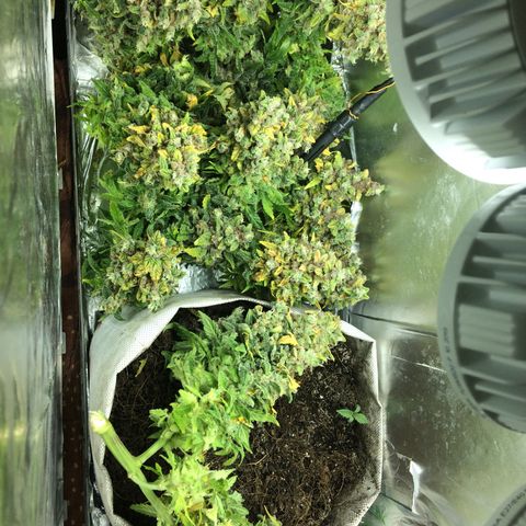 Green gummy  growlog photo: Харв 3 дня клин 3 вода 2 засуха