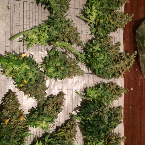 Green gummy  growlog photo: Харв 3 дня клин 3 вода 2 засуха