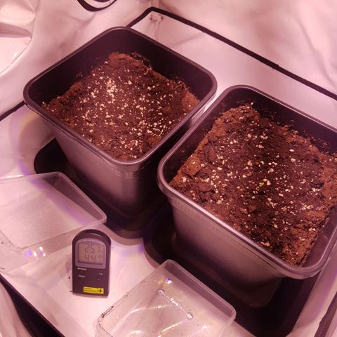Quick One growlog timeline photo