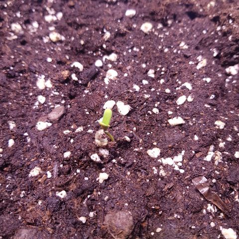 Quick One growlog timeline photo