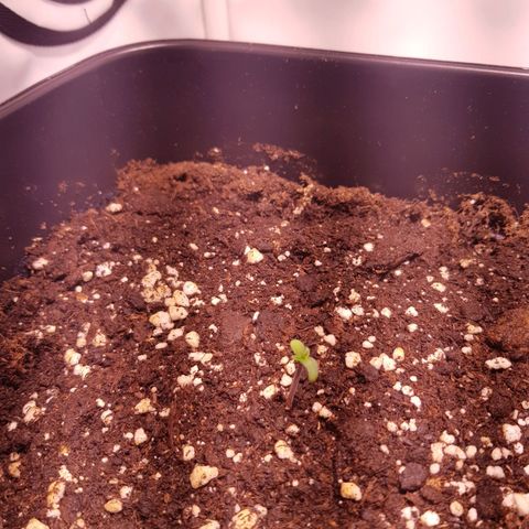 Quick One growlog timeline photo