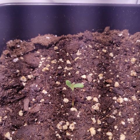Quick One growlog timeline photo