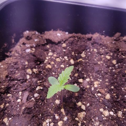 Quick One growlog timeline photo