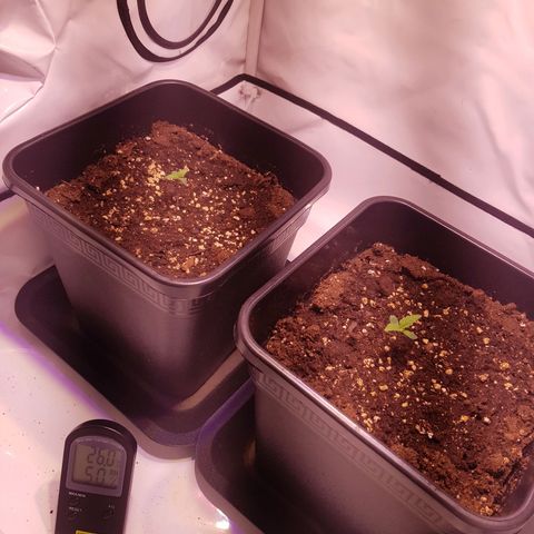 Quick One growlog timeline photo