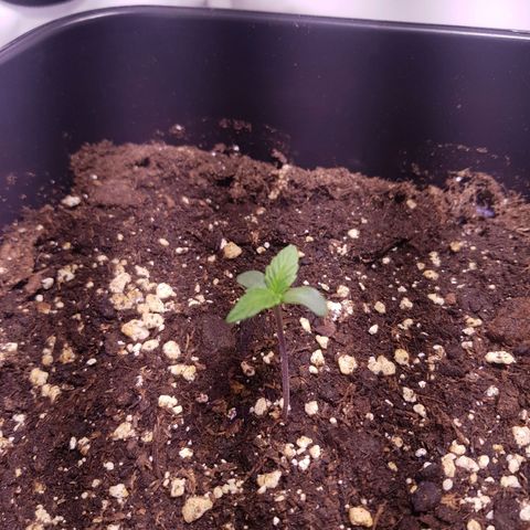Quick One growlog timeline photo