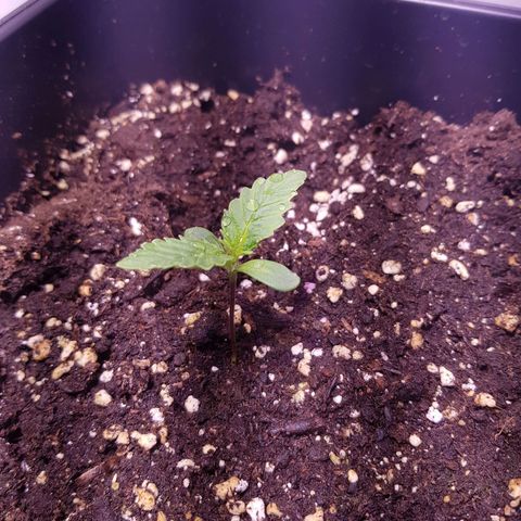 Quick One growlog timeline photo