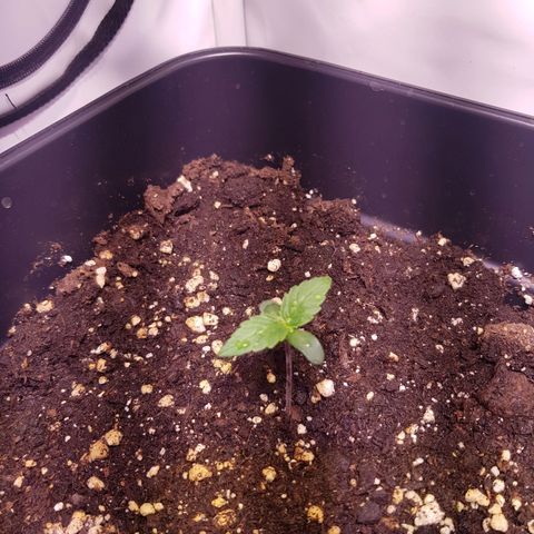 Quick One growlog timeline photo