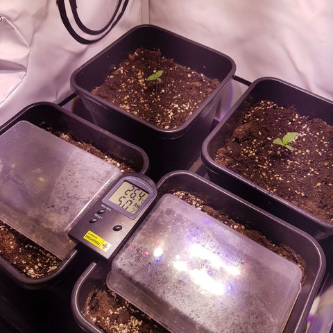 Quick One growlog timeline photo