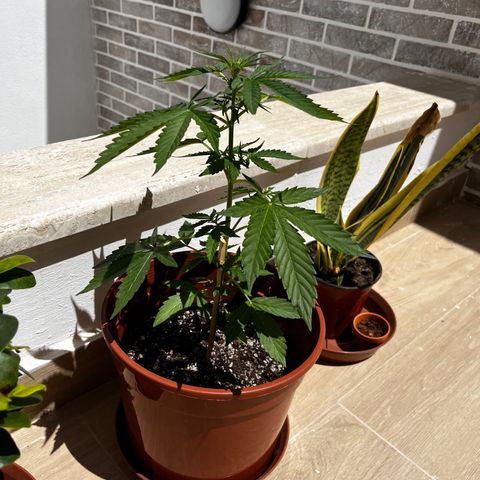 Banana Blaze #2 growlog timeline photo