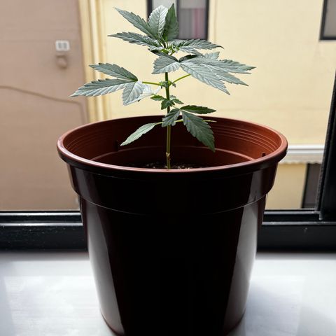 Banana Blaze #2 growlog timeline photo