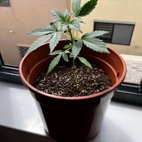 Banana Blaze #2 growlog timeline photo