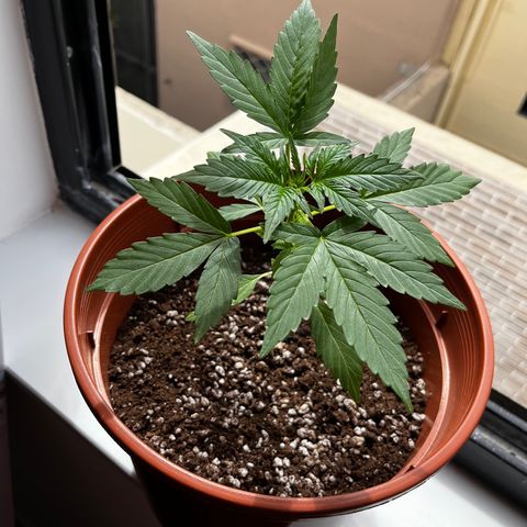 Banana Blaze #2 growlog timeline photo