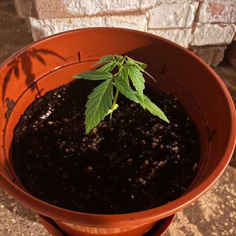 Banana Blaze #2 growlog timeline photo