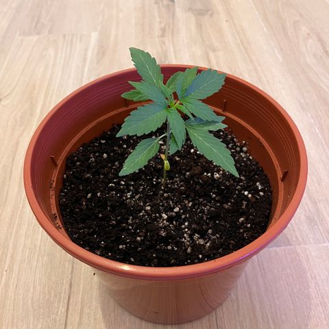 Banana Blaze #2 growlog timeline photo