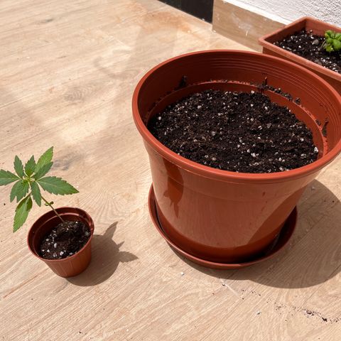 Banana Blaze #2 growlog timeline photo