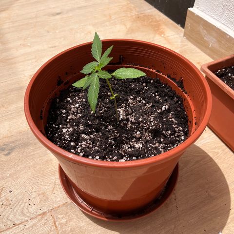 Banana Blaze #2 growlog timeline photo