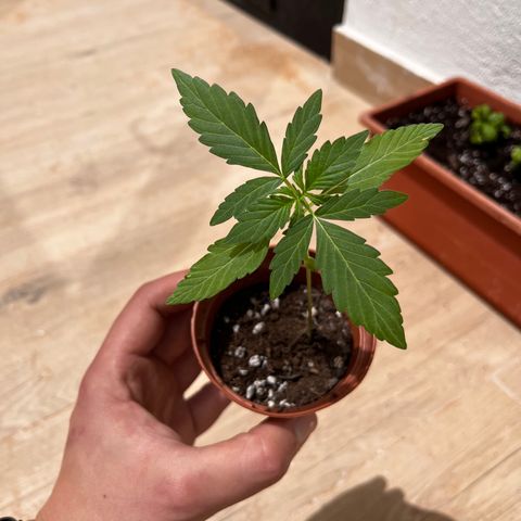 Banana Blaze #2 growlog timeline photo