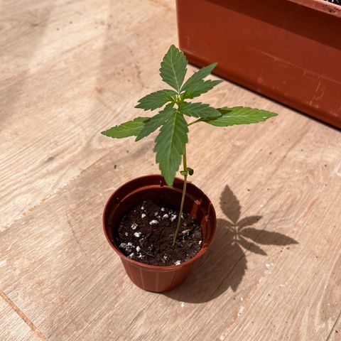 Banana Blaze #2 growlog timeline photo