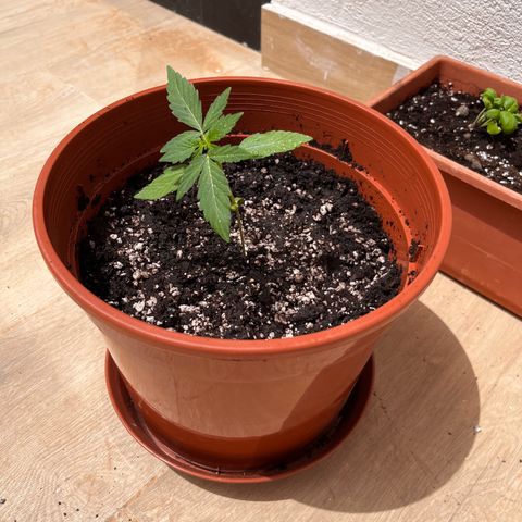 Banana Blaze #2 growlog timeline photo