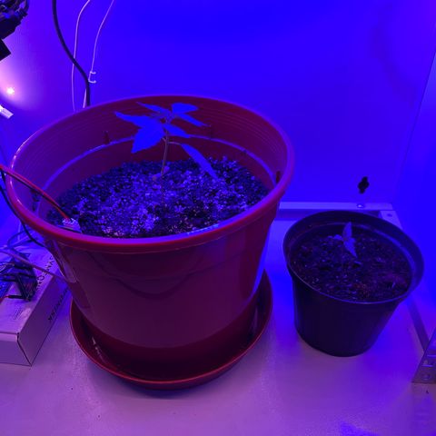 Banana Blaze #2 growlog timeline photo
