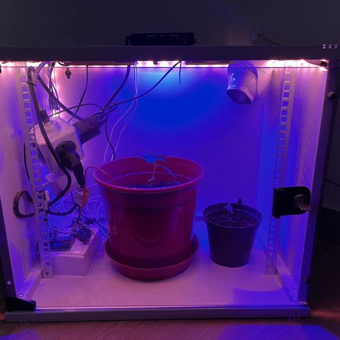 Banana Blaze #2 growlog timeline photo