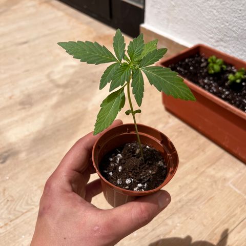 Banana Blaze #2 growlog timeline photo