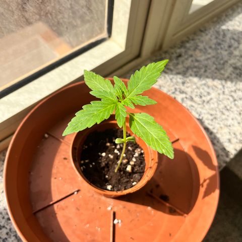 Banana Blaze #2 growlog timeline photo