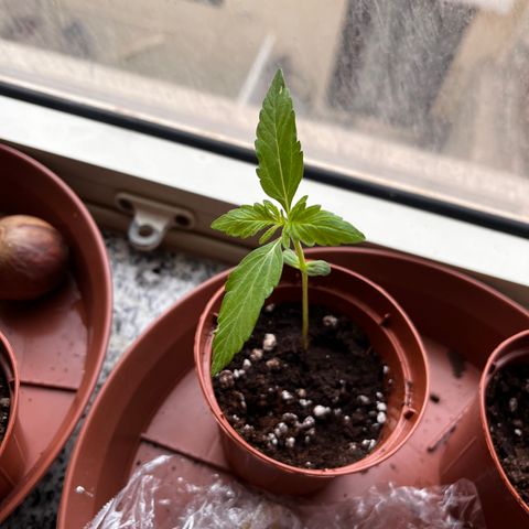 Banana Blaze #2 growlog timeline photo