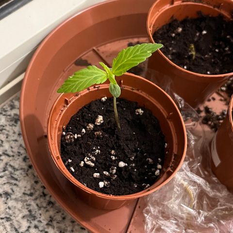 Banana Blaze #2 growlog timeline photo