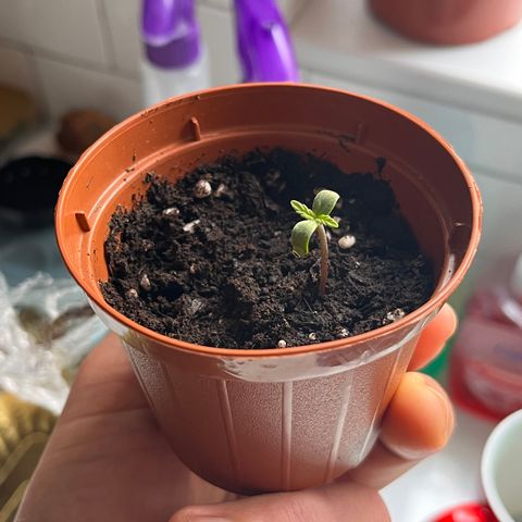 Banana Blaze #2 growlog timeline photo