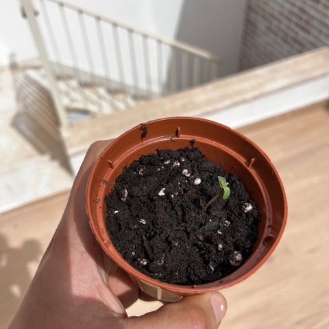 Banana Blaze #2 growlog timeline photo