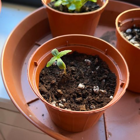 Banana Blaze #2 growlog timeline photo