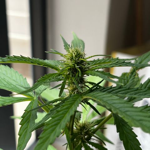 Banana Blaze #2 growlog timeline photo