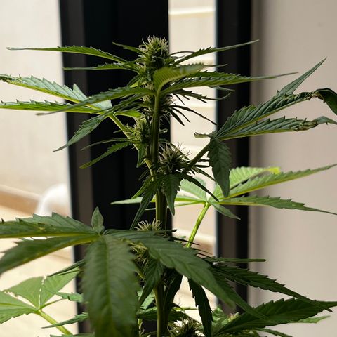 Banana Blaze #2 growlog timeline photo