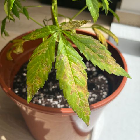 Banana Blaze #2 growlog timeline photo