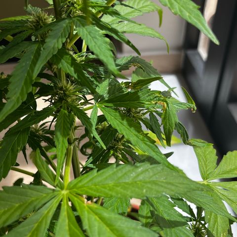Banana Blaze #2 growlog timeline photo