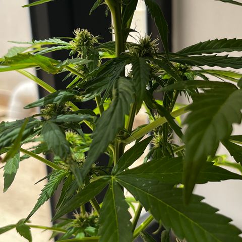 Banana Blaze #2 growlog timeline photo
